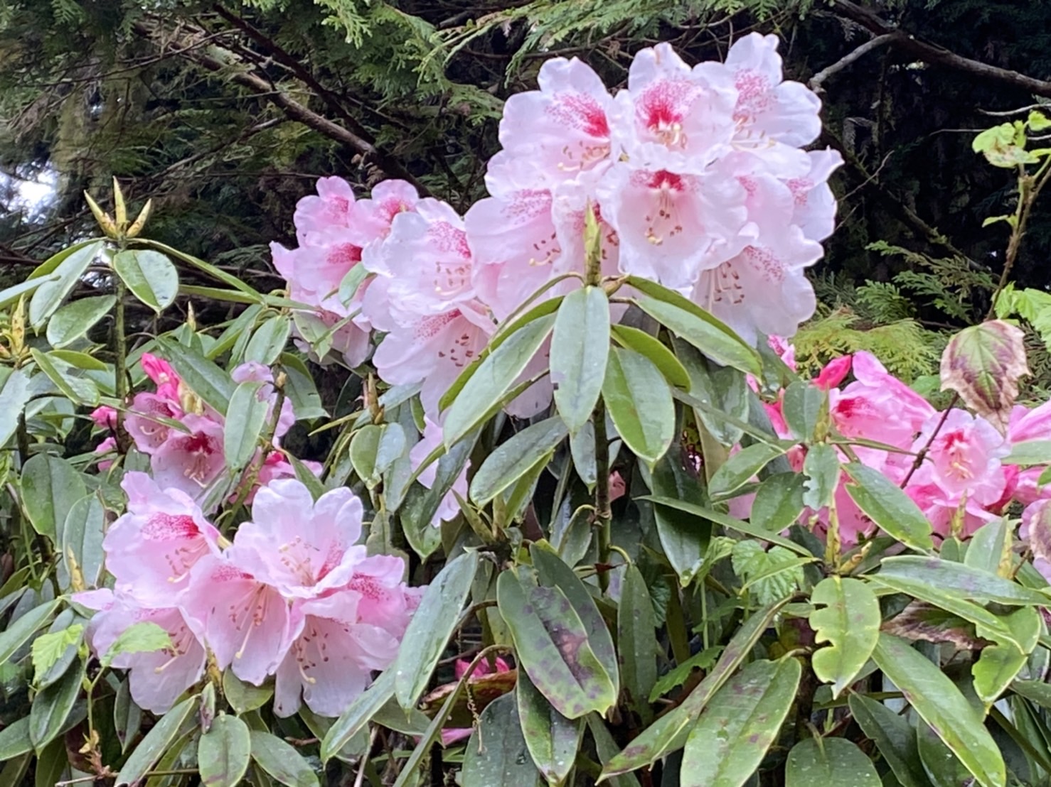 太平山繁花盛開 賞花旅遊正是時候 - https://www.watchmedia01.com