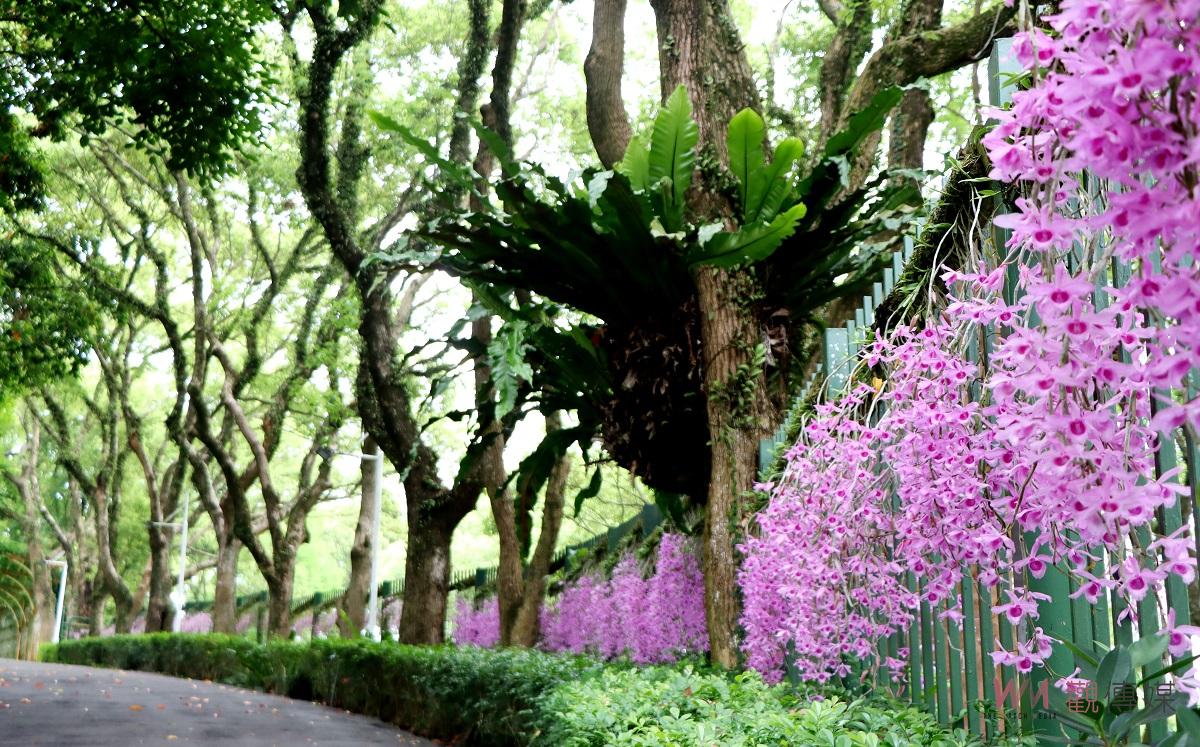 劍湖山百米天宮石斛蘭花牆盛開　花卉或恐龍穿身上兩人699元 - https://www.watchmedia01.com