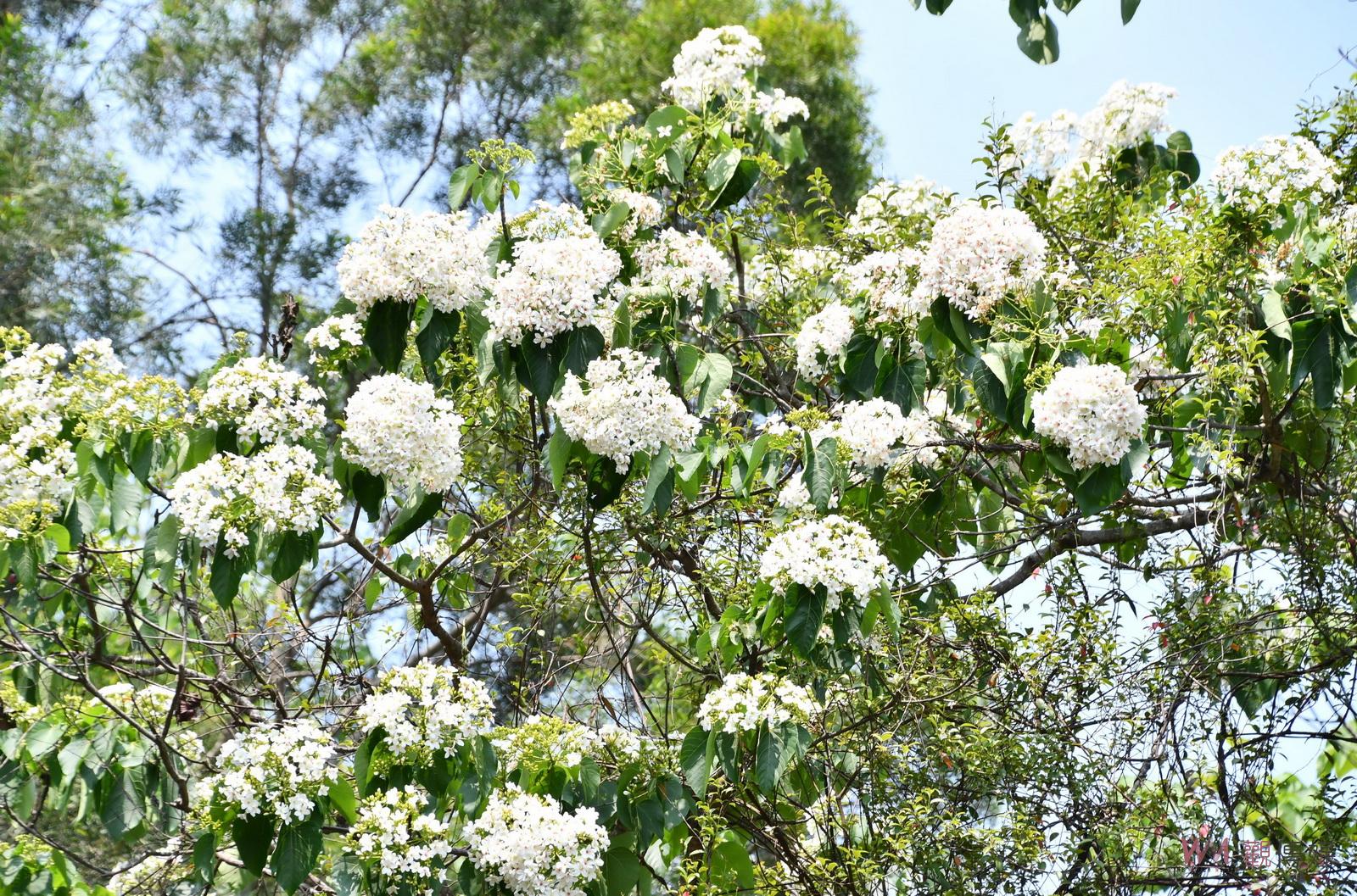 影／八卦山麓飄四月雪！幸福桐遊「趣」2023彰化桐花祭415邀桐遊 - https://www.watchmedia01.com