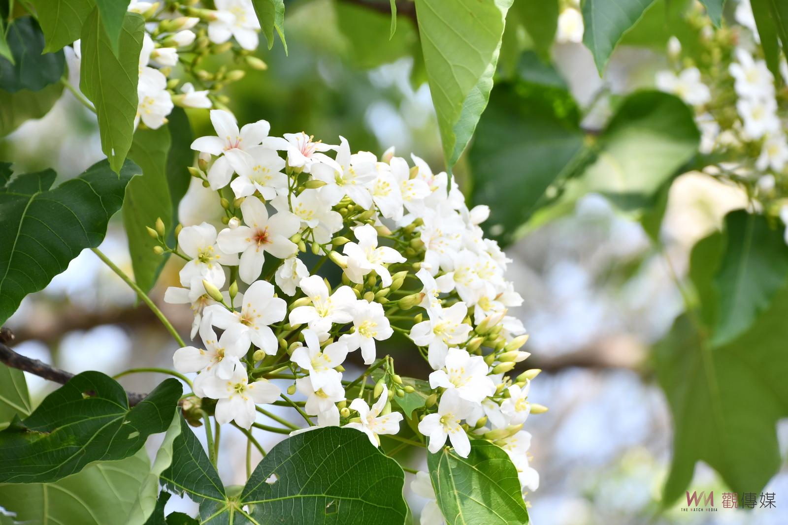 影／八卦山麓飄四月雪！幸福桐遊「趣」2023彰化桐花祭415邀桐遊 - https://www.watchmedia01.com