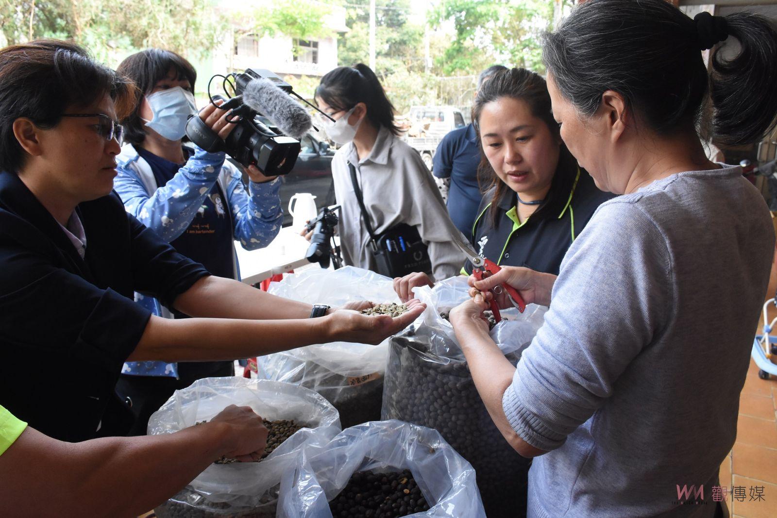 乾旱影響古坑咖啡產量銳減 果實紅通通生豆損傷黑麻麻 - https://www.watchmedia01.com