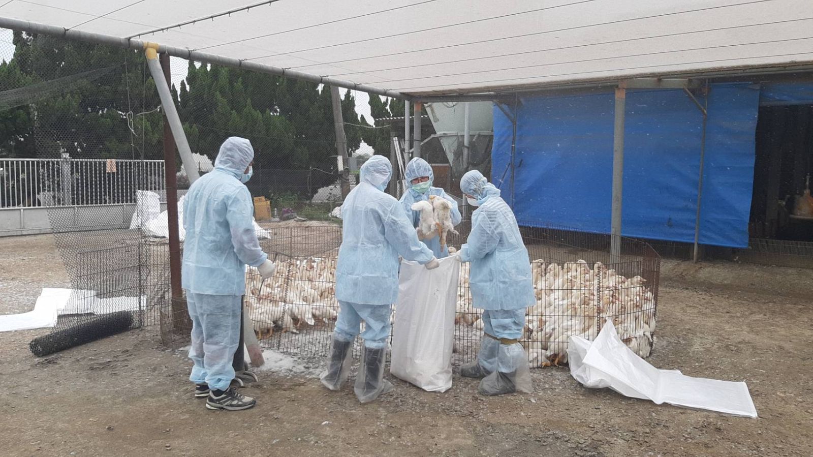 影／竹塘鄉肉鴨場染H5N1禽流感　緊急撲殺880隻肉鴨 - https://www.watchmedia01.com