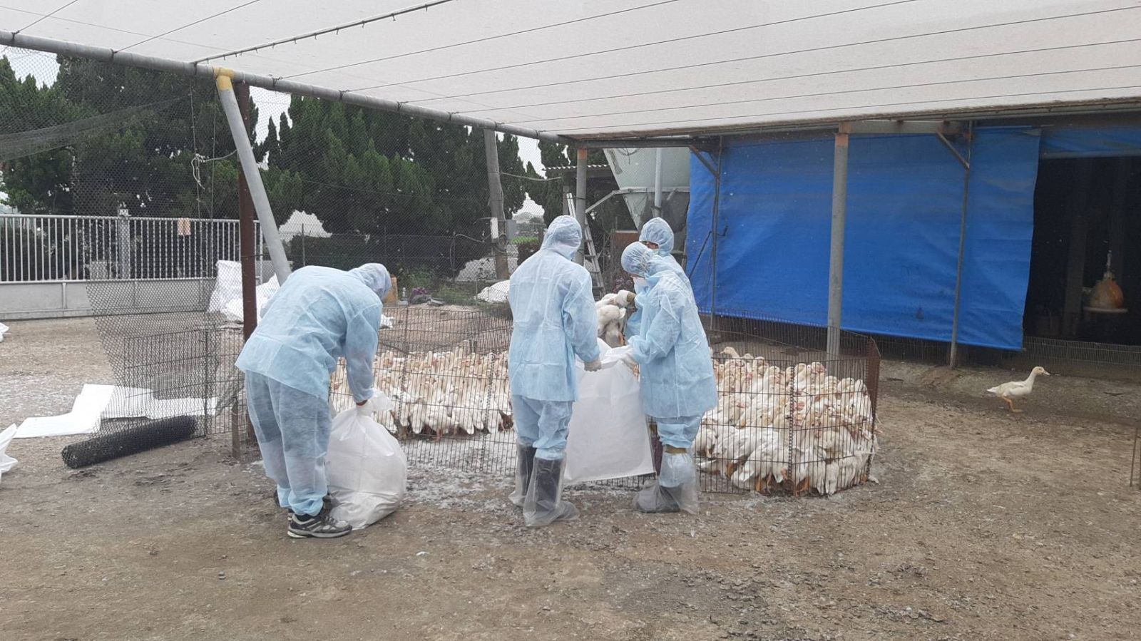 影／竹塘鄉肉鴨場染H5N1禽流感　緊急撲殺880隻肉鴨 - https://www.watchmedia01.com