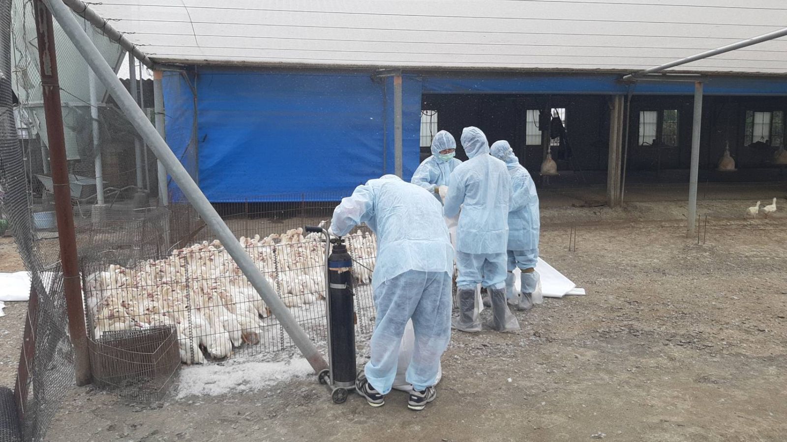 影／竹塘鄉肉鴨場染H5N1禽流感　緊急撲殺880隻肉鴨 - https://www.watchmedia01.com
