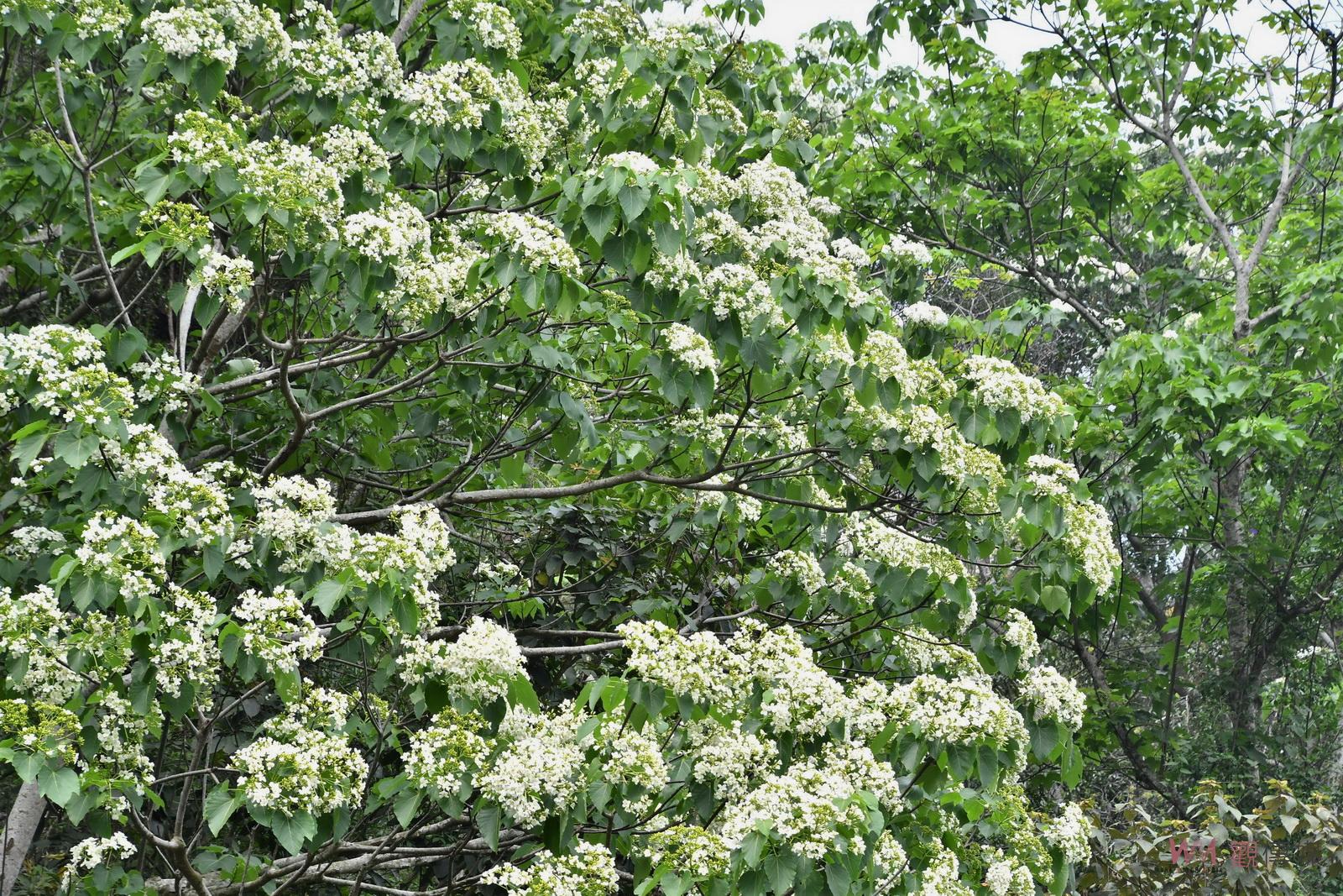 影／下雪了！桐遊彰化‧花現員林　八卦山脈桐花浪漫飛舞 - https://www.watchmedia01.com