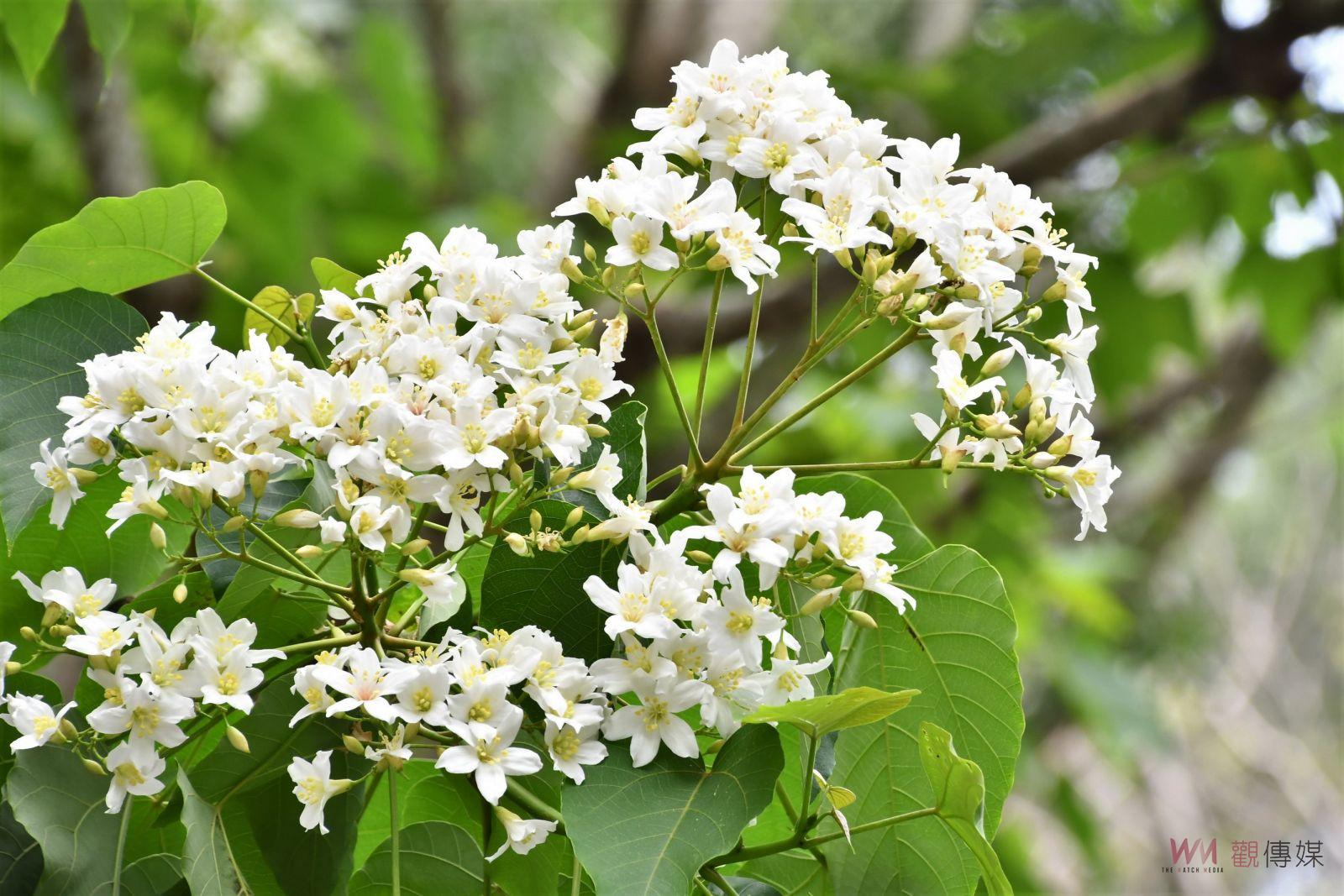 影／下雪了！桐遊彰化‧花現員林　八卦山脈桐花浪漫飛舞 - https://www.watchmedia01.com