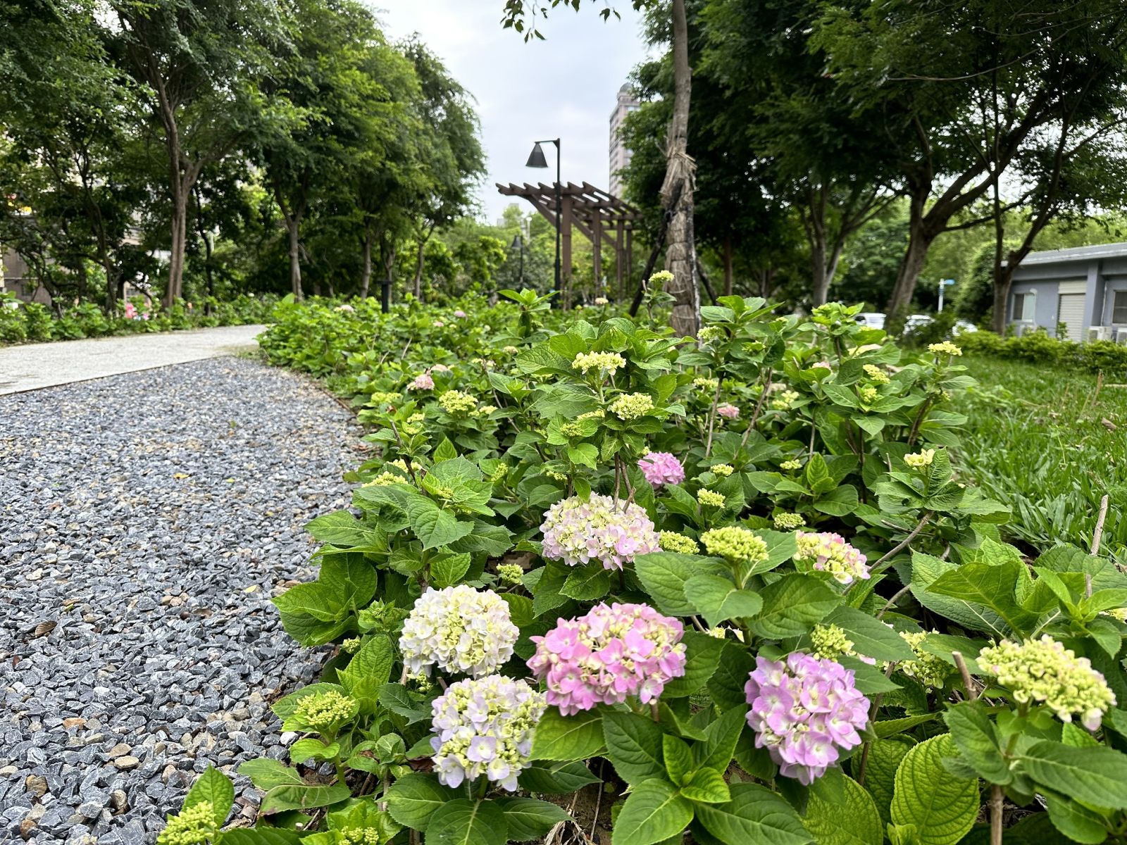 繡球花開了！北大污水廠旁草花公園29日開放 - https://www.watchmedia01.com