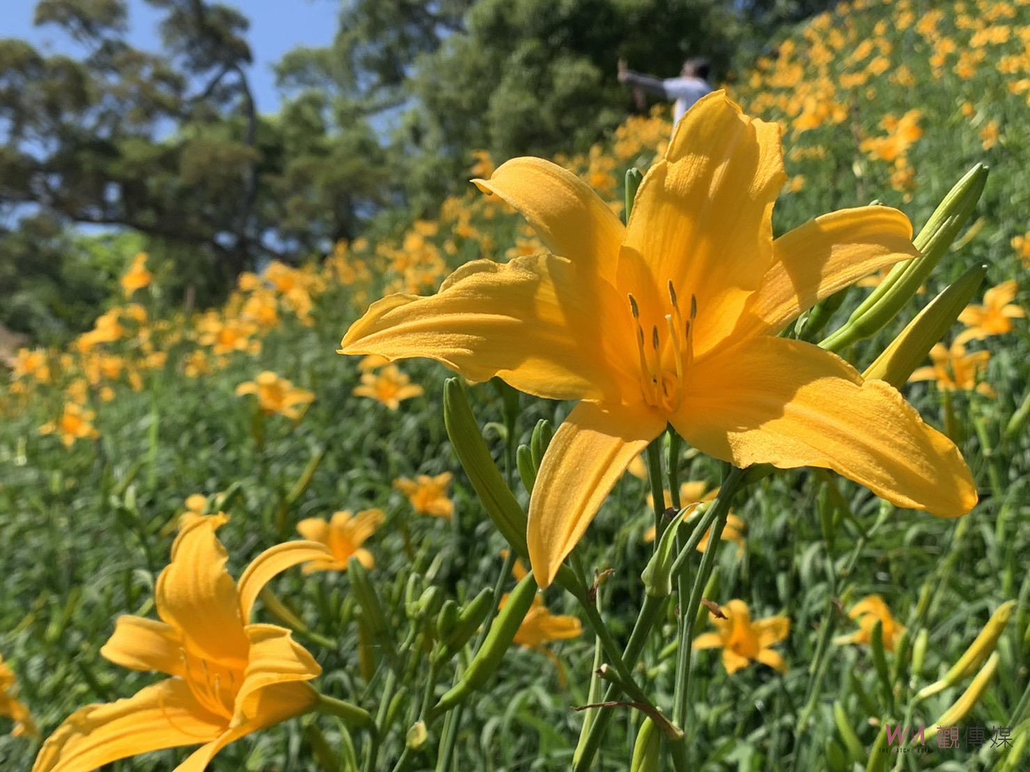 影／太美了！賞金針花過母親節！花壇虎山巖金針花大爆發 - https://www.watchmedia01.com