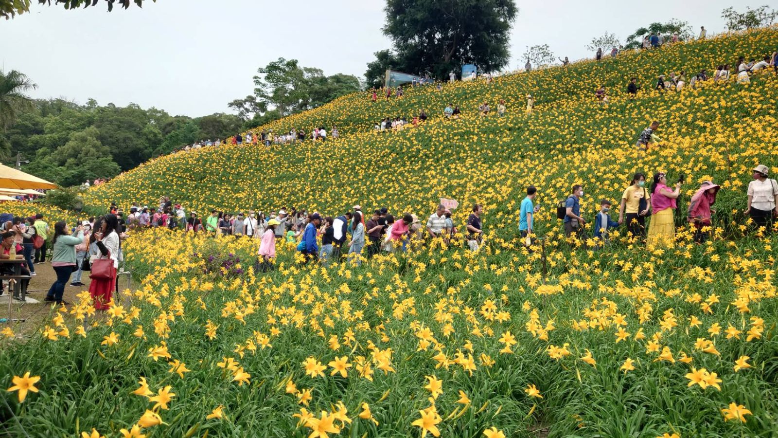影／花壇虎山巖金針花海怒放，滿山金　爆滿人潮前來賞花 - https://www.watchmedia01.com