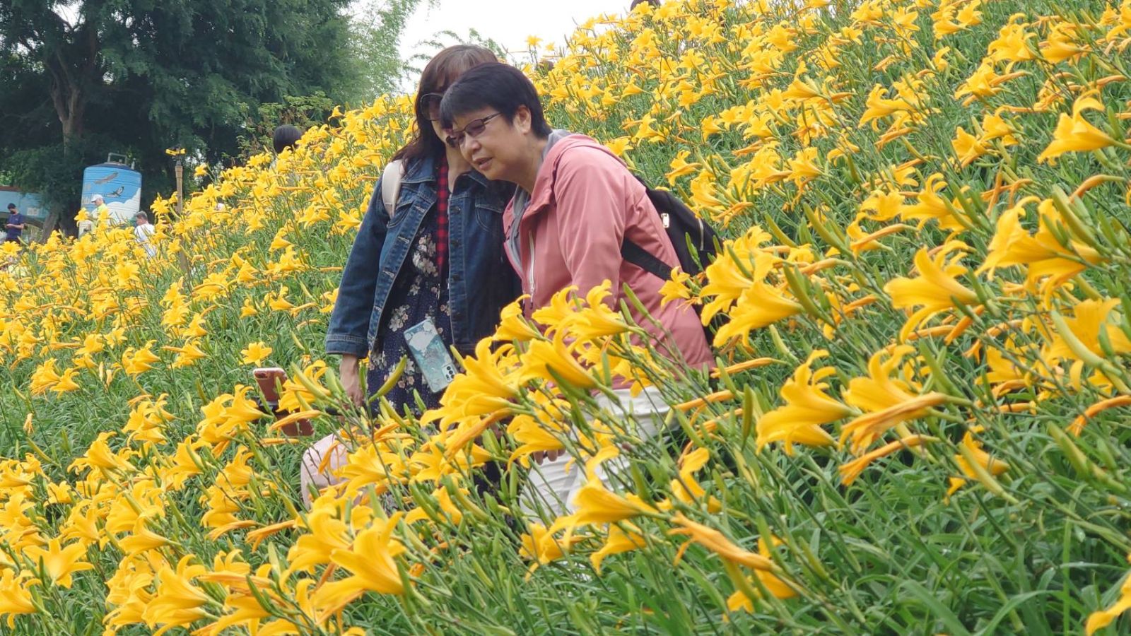 影／花壇虎山巖金針花海怒放，滿山金　爆滿人潮前來賞花 - https://www.watchmedia01.com