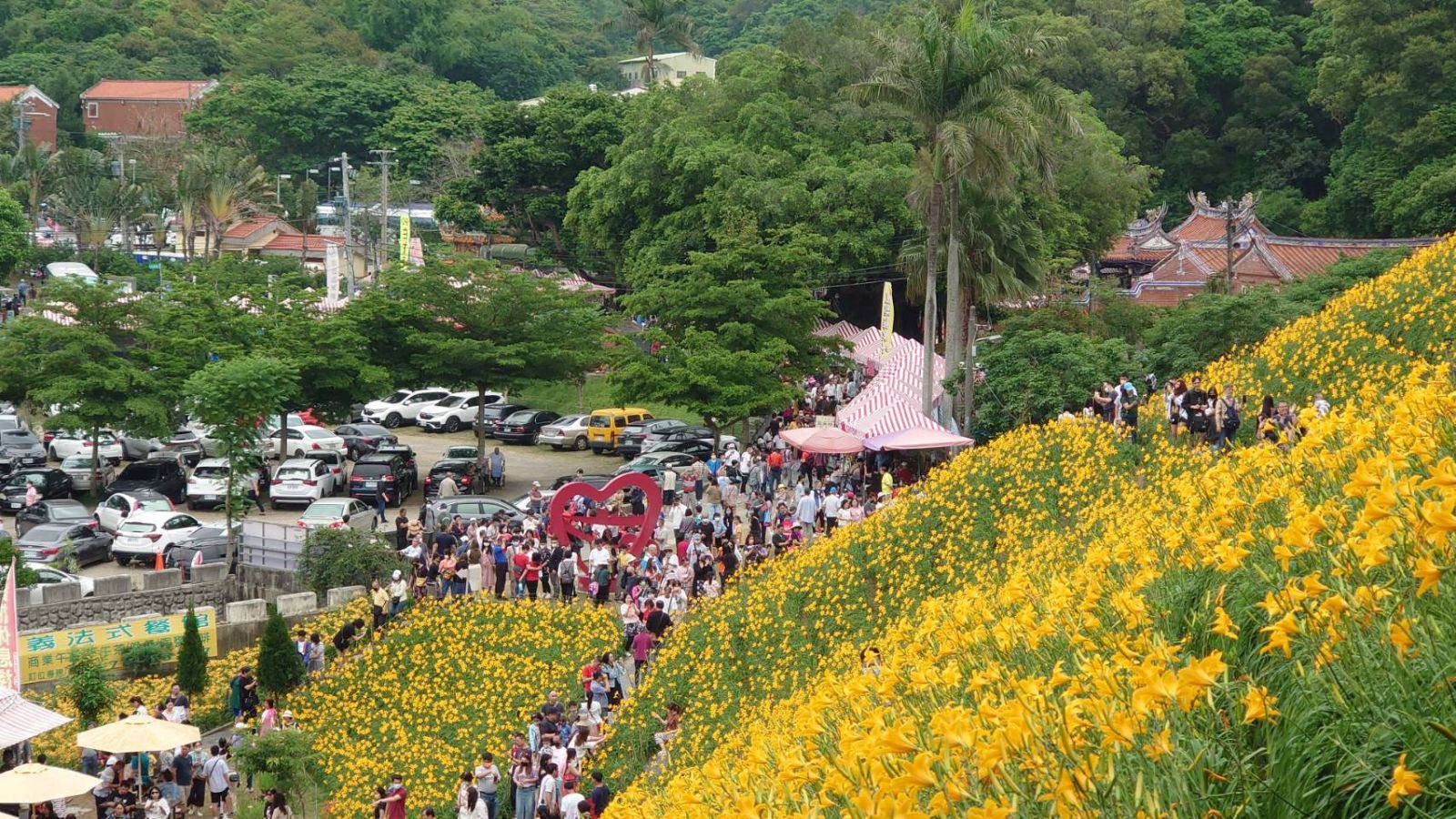 影／花壇虎山巖金針花海怒放，滿山金　爆滿人潮前來賞花 - https://www.watchmedia01.com