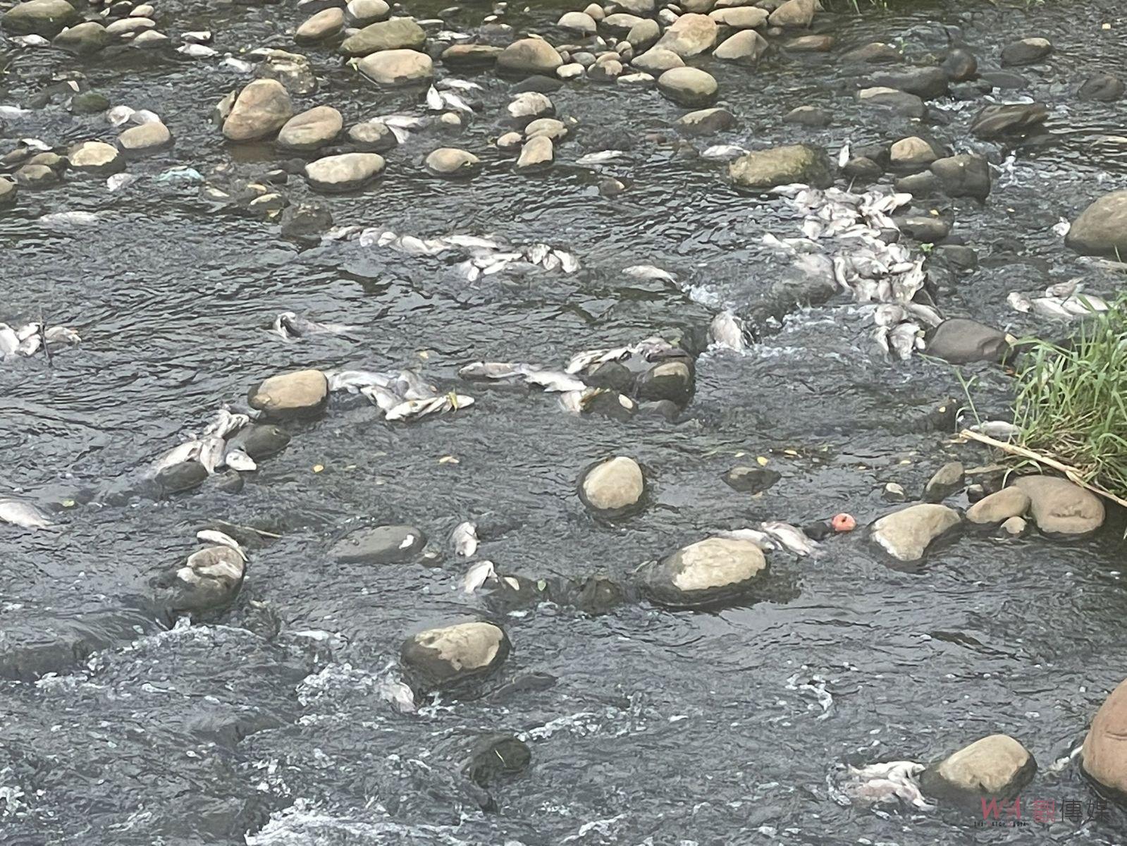 桃園平鎮老街溪魚群暴斃飄濃濃惡臭 環保局：天氣炎熱水中溶氧降低引起 - https://www.watchmedia01.com