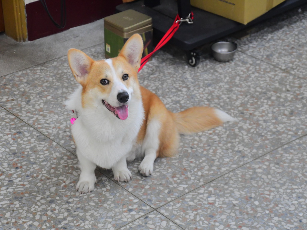 村上國小校犬樂樂進駐 學童扎根生命教育學得與寵物共處 - https://www.watchmedia01.com