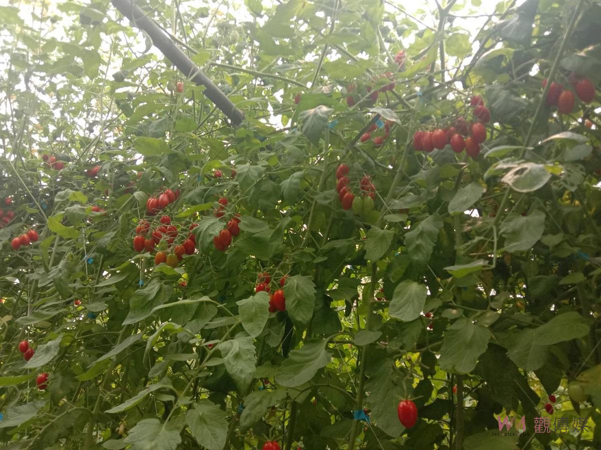 台塑企業與朝陽科大農業輔導團隊合作　小番茄利用熊蜂管理增加品質及產量 - https://www.watchmedia01.com