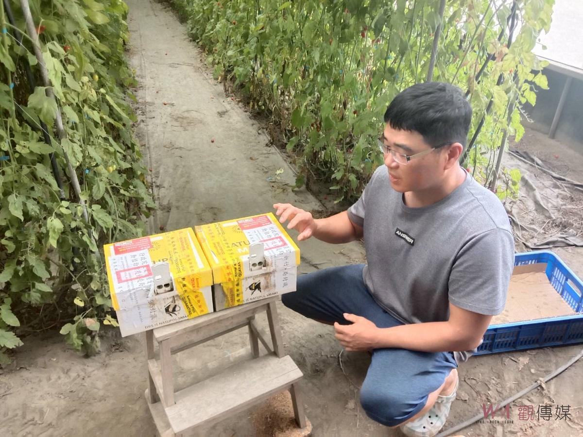 台塑企業與朝陽科大農業輔導團隊合作　小番茄利用熊蜂管理增加品質及產量 - https://www.watchmedia01.com