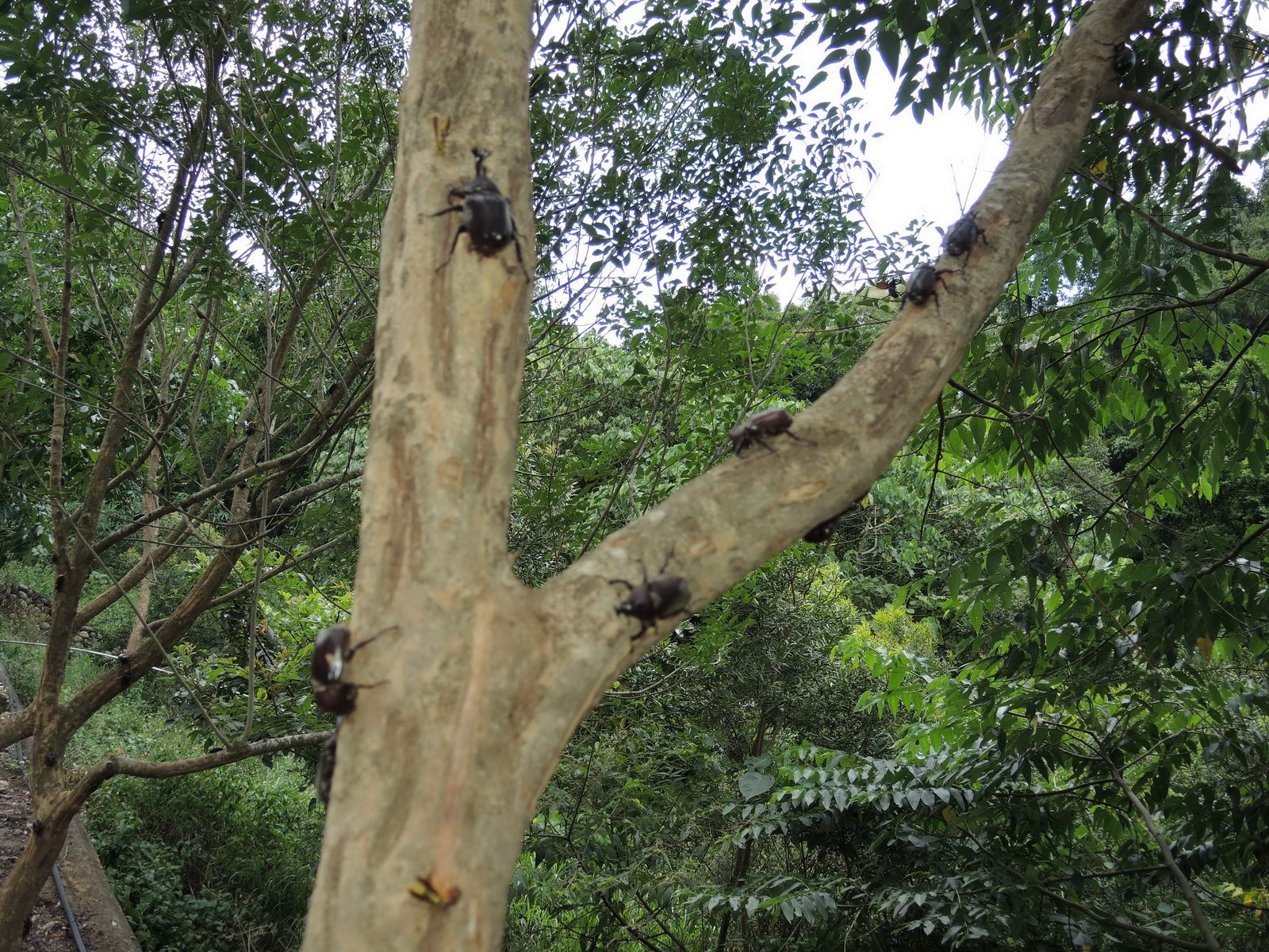 愛牠就別抓牠 花壇鄉大嶺巷登山步道旁獨角仙大爆發 - https://www.watchmedia01.com
