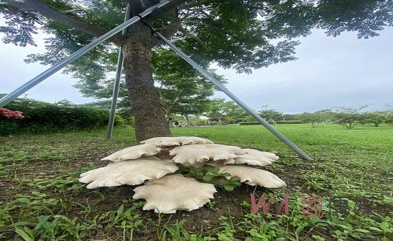 梅雨促生機 巨無霸「金福菇」現蹤山上花園水道博物館 - https://www.watchmedia01.com