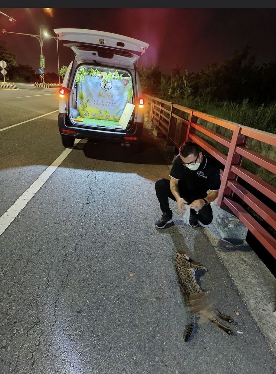 石虎從何而來？石虎遭路殺竟然沿海的鹿港 - https://www.watchmedia01.com