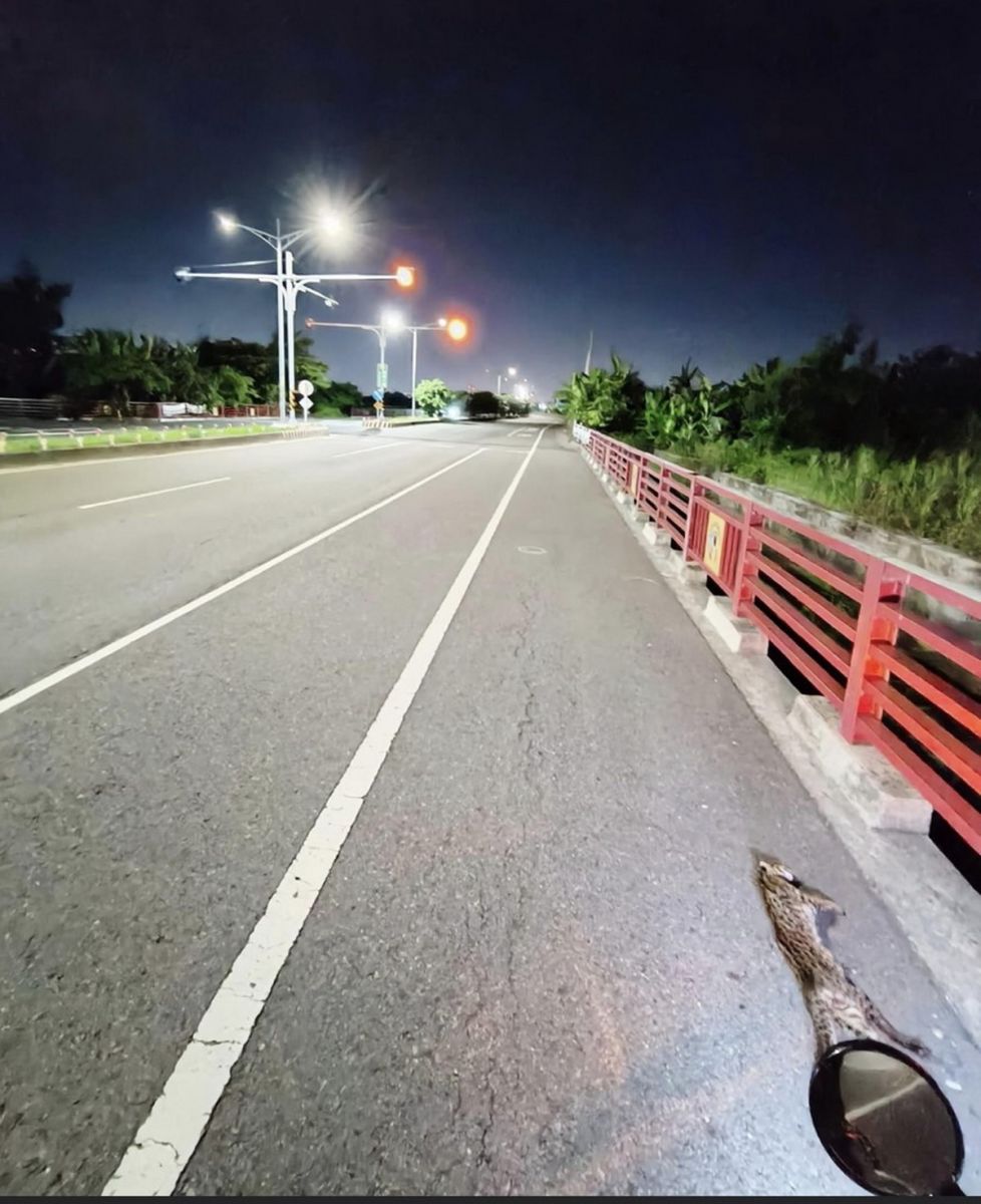 石虎從何而來？石虎遭路殺竟然沿海的鹿港 - https://www.watchmedia01.com