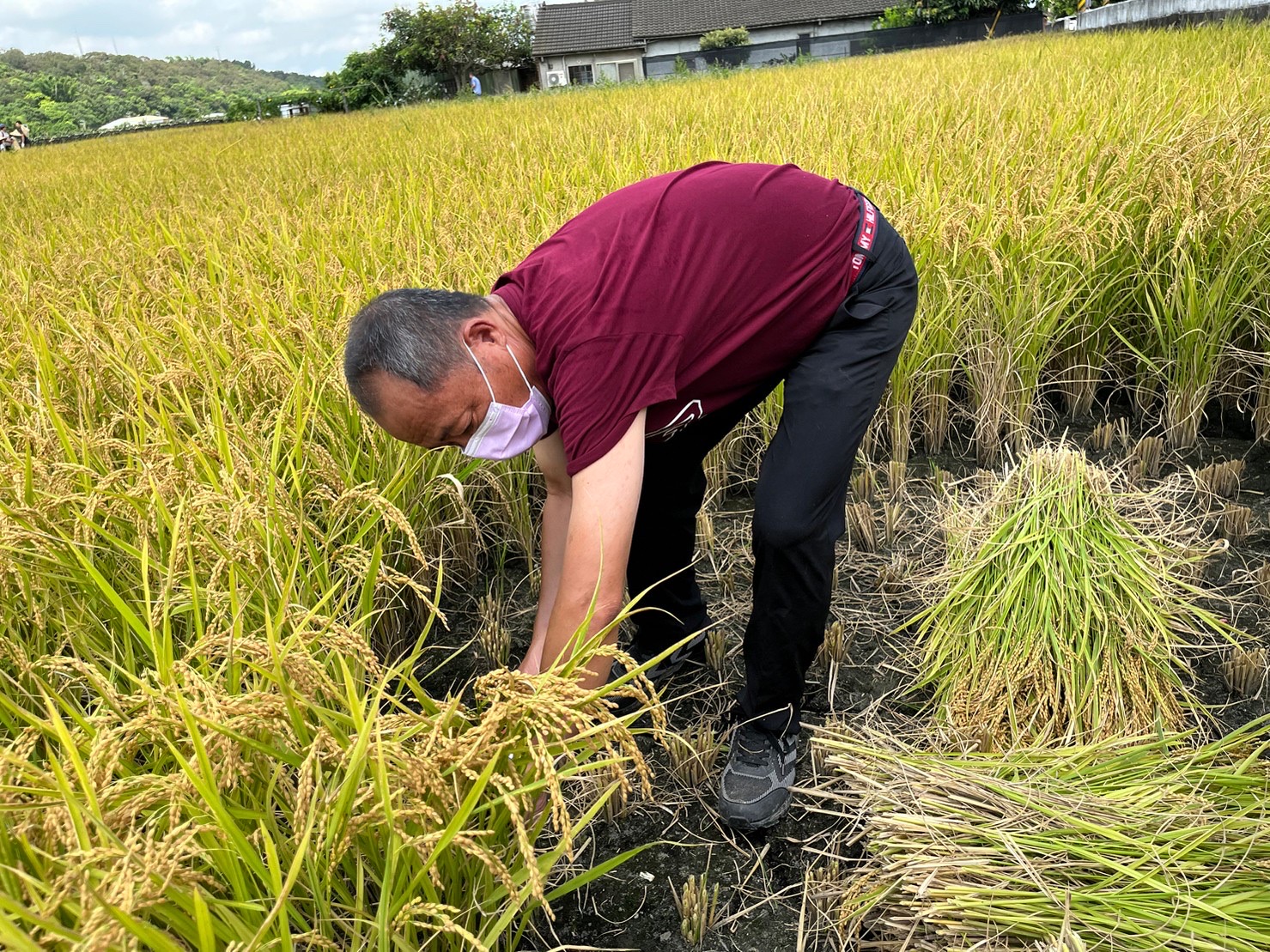 台中水流東割稻體驗 推廣食農教育兼做公益 - https://www.watchmedia01.com