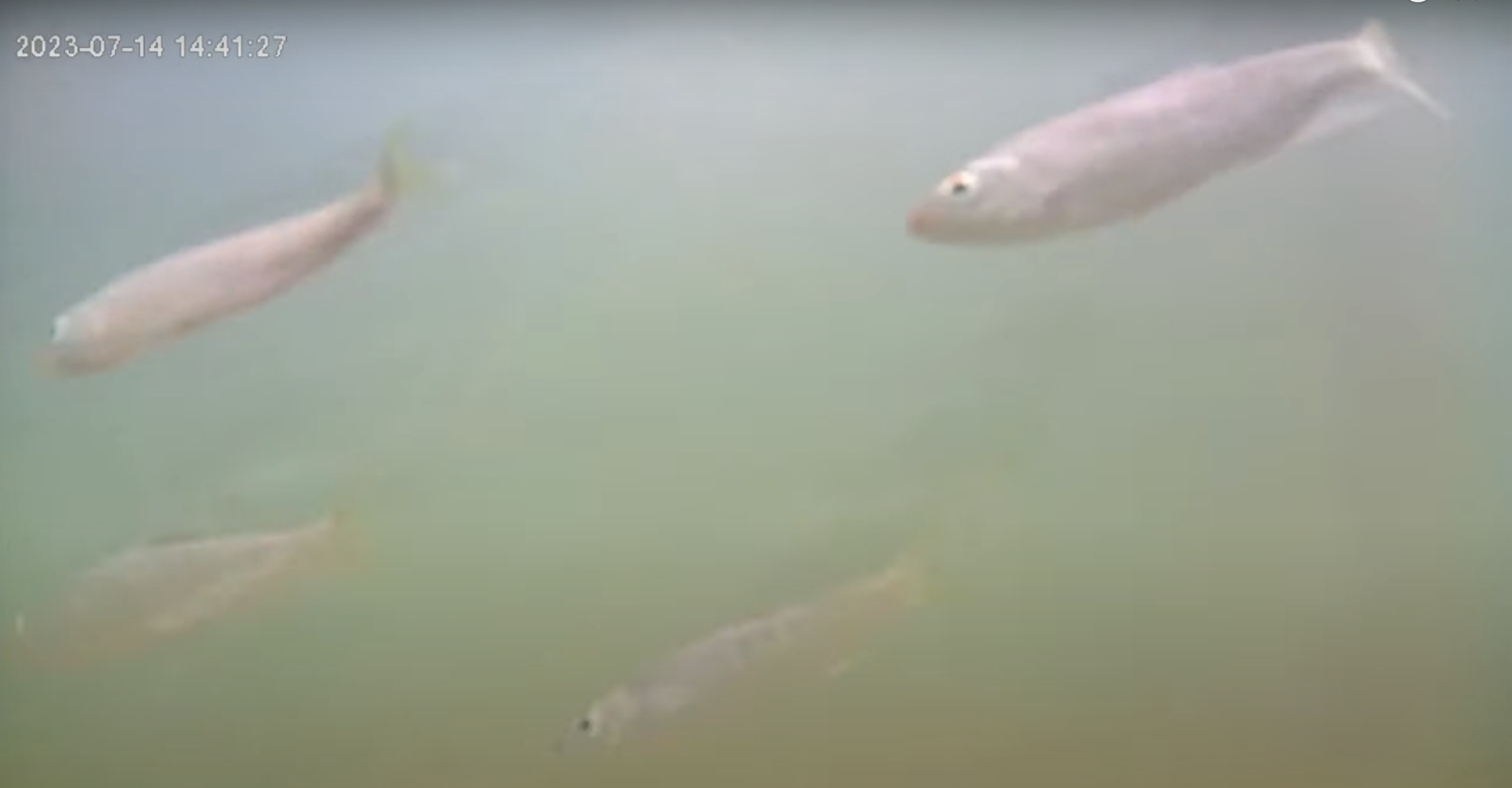 新店碧潭堰魚道通水　給魚一條洄家的路 - https://www.watchmedia01.com