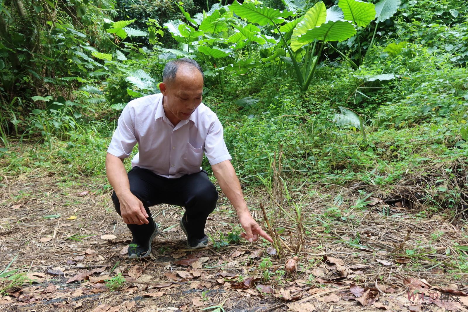影／疑染禽流感！社頭清水岩十八彎古道遍布鵪鶉屍體　水源區淪陷 - https://www.watchmedia01.com