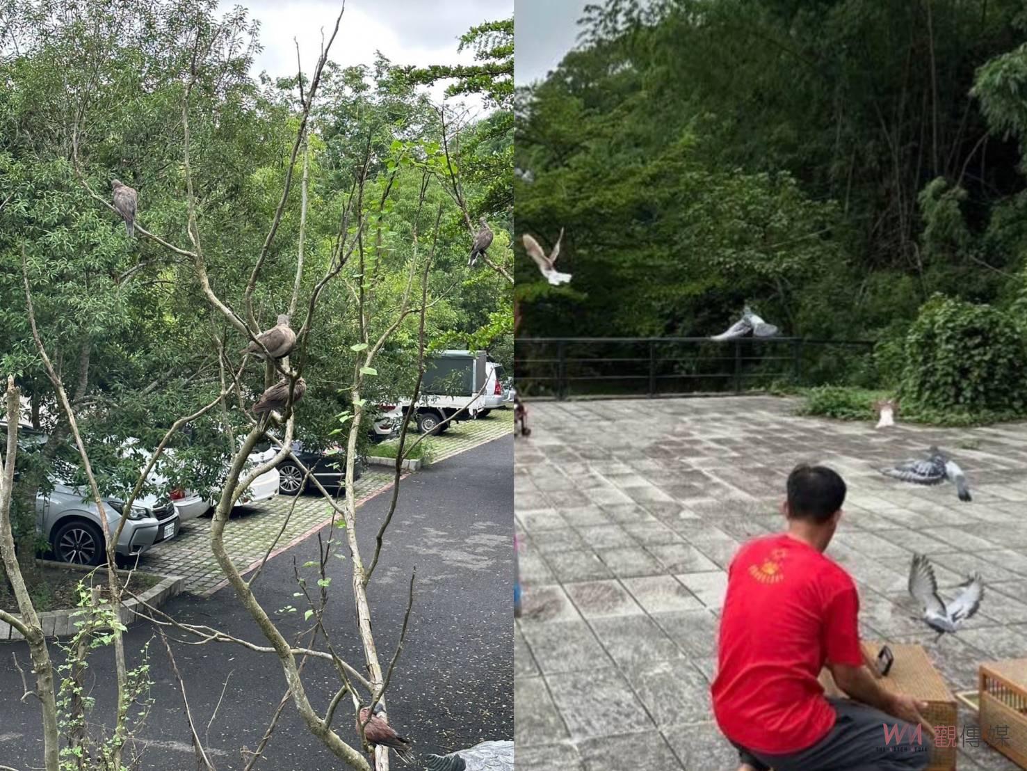 影／是放生還是殺生？社頭十八彎古道水源保護區逾千隻鵪鶉遭棄置 - https://www.watchmedia01.com