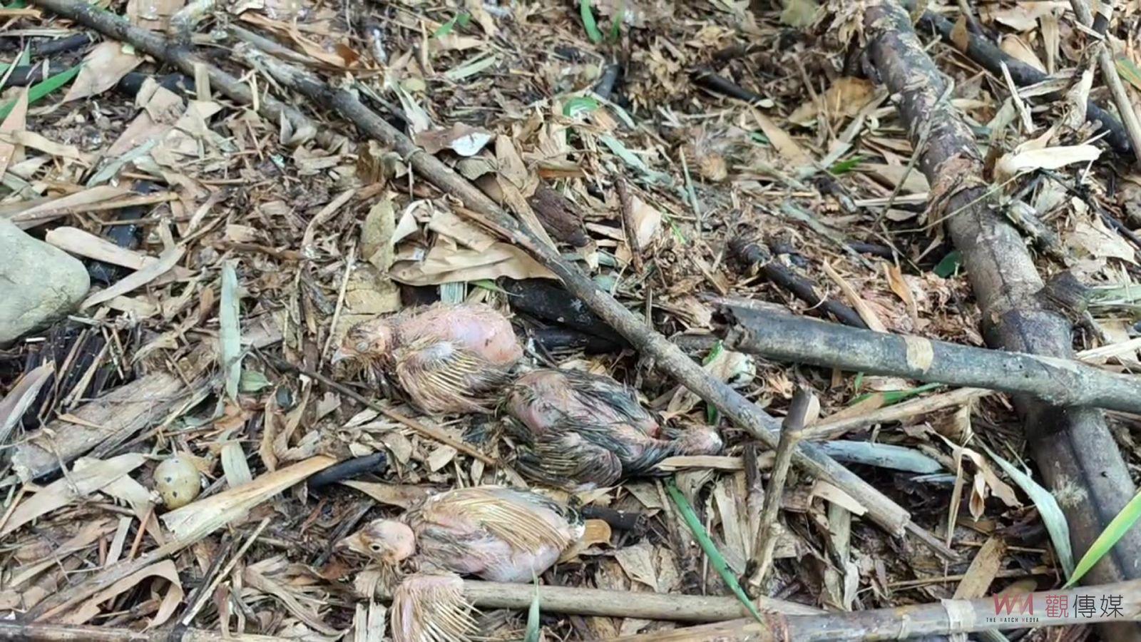 影／是放生還是殺生？社頭十八彎古道水源保護區逾千隻鵪鶉遭棄置 - https://www.watchmedia01.com