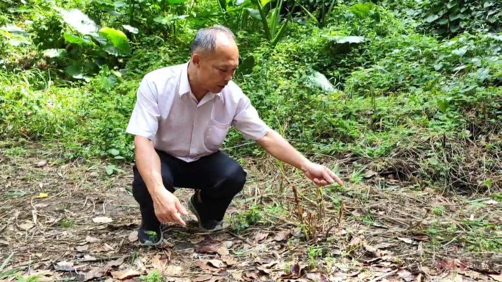影／是放生還是殺生？社頭十八彎古道水源保護區逾千隻鵪鶉遭棄置 - https://www.watchmedia01.com