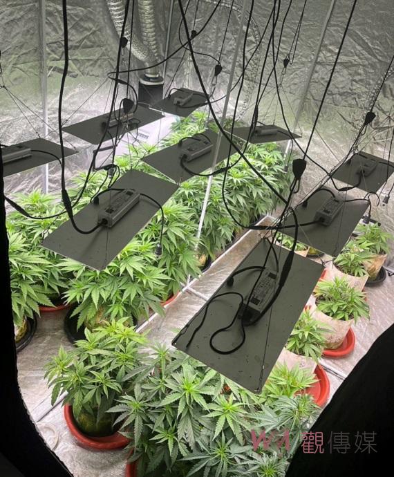 科技設備工程師異想天開住屋溫室種麻 嘉縣刑警大隊數日埋伏跟監聯合破獲 - https://www.watchmedia01.com