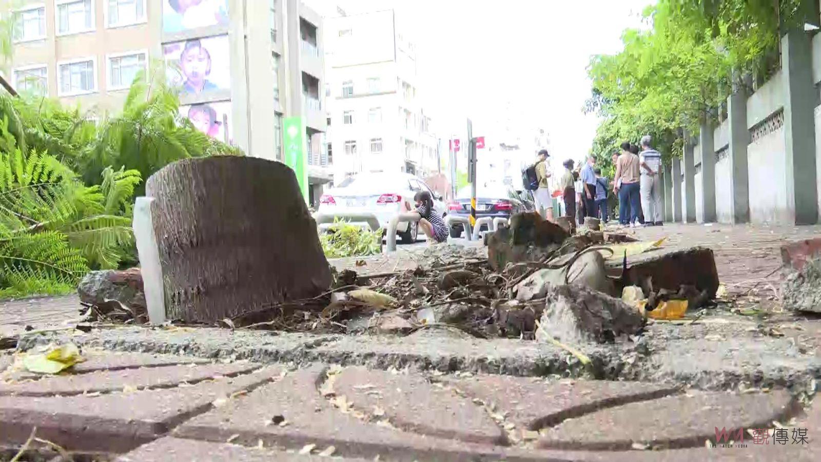 影／修樹變砍樹！崇實高工圍牆25棵行道樹遭「斷頭」　手法太粗暴 - https://www.watchmedia01.com