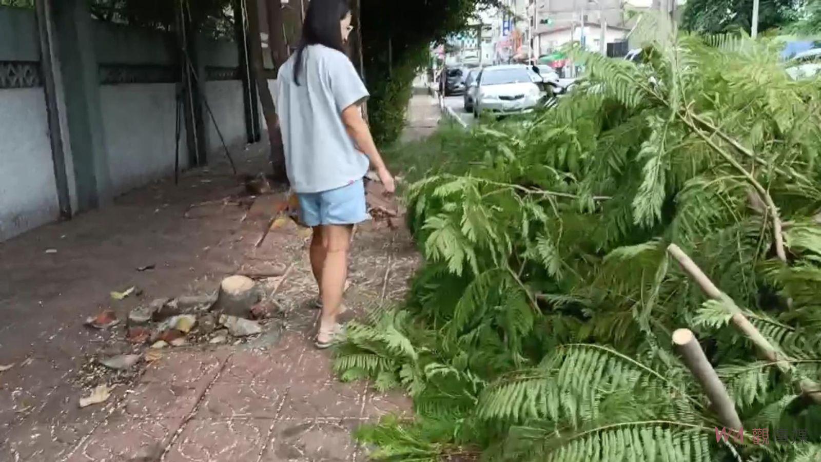 影／修樹變砍樹！崇實高工圍牆25棵行道樹遭「斷頭」　手法太粗暴 - https://www.watchmedia01.com
