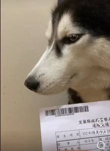 「哈士奇」成了車禍當事人 警方說話了 - https://www.watchmedia01.com