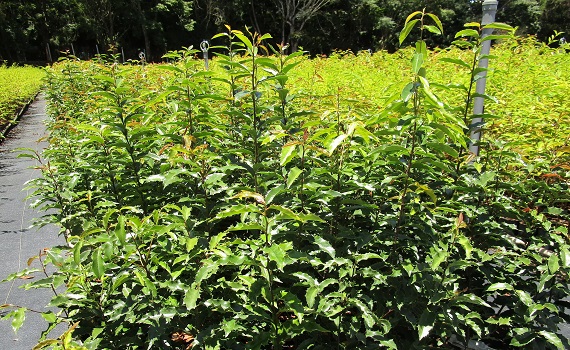 林業保育署臺灣原生樹木種苗網 南投分署原生櫻花黃土樹熱賣中 - https://www.watchmedia01.com