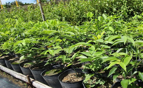 林業保育署臺灣原生樹木種苗網 南投分署原生櫻花黃土樹熱賣中 - https://www.watchmedia01.com