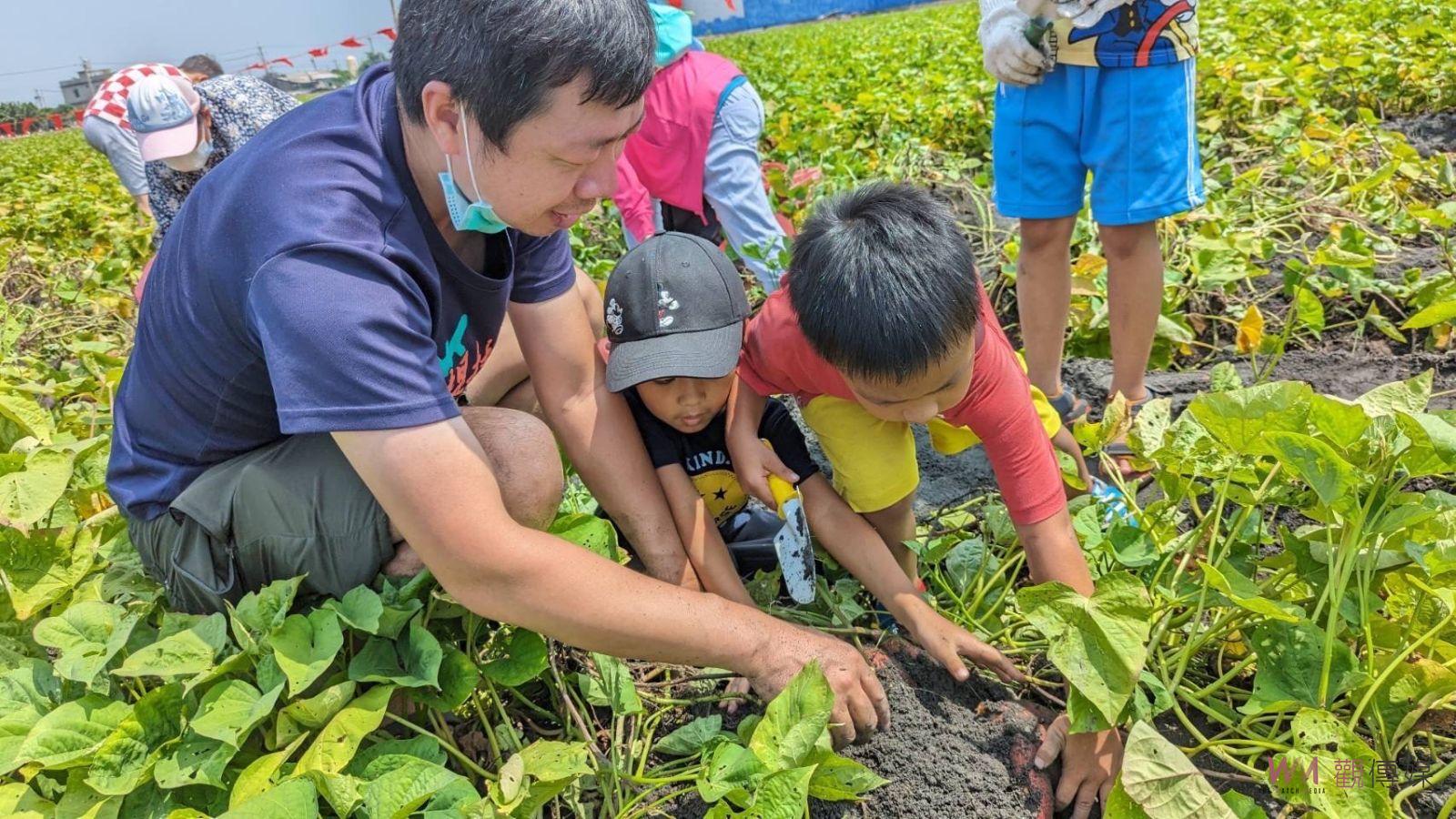 影／來趣挖夯薯！2023大城鄉地瓜節近千名親子參加 - https://www.watchmedia01.com