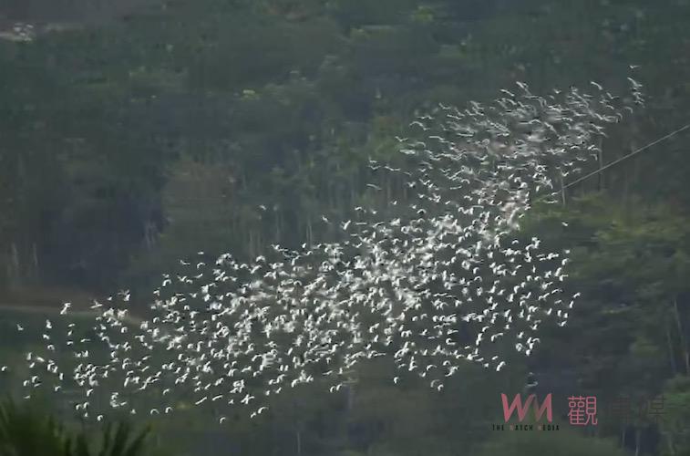 嘉義梅山太興限定生態奇景　「萬鷺朝鳳」享自然療癒樂趣 - https://www.watchmedia01.com