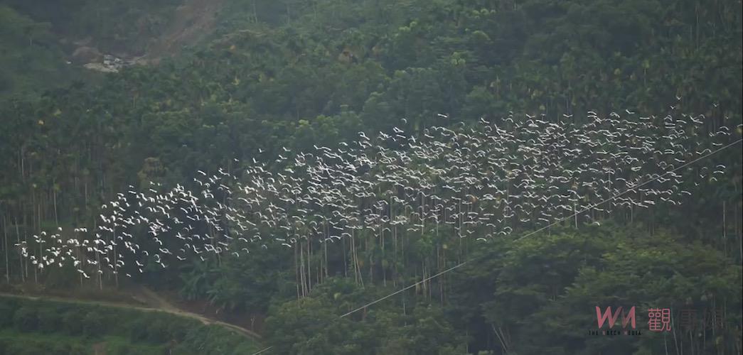 嘉義梅山太興限定生態奇景　「萬鷺朝鳳」享自然療癒樂趣 - https://www.watchmedia01.com