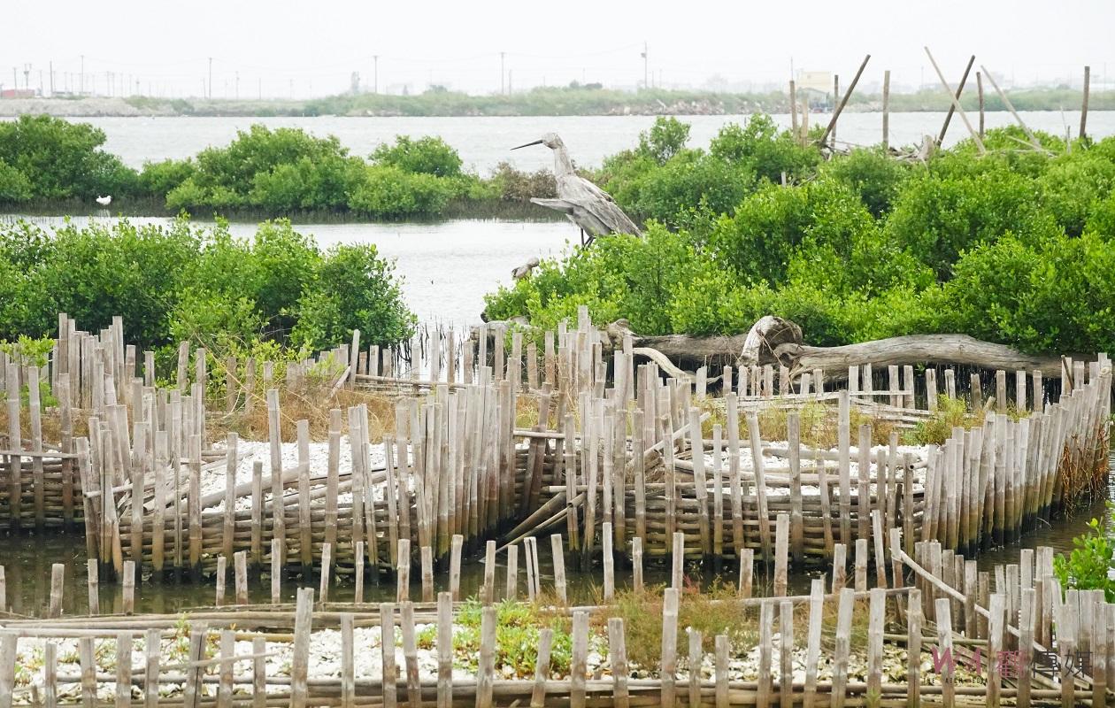 影／成龍溼地流動藝術饗宴14日起登場　張麗善邀全國民眾感受漁村的美麗 - https://www.watchmedia01.com
