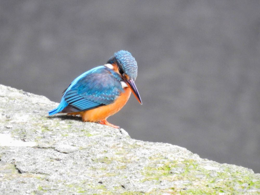 板橋賞鳥踏青好去處　湳仔溝、新海濕地秋遊趣 - https://www.watchmedia01.com
