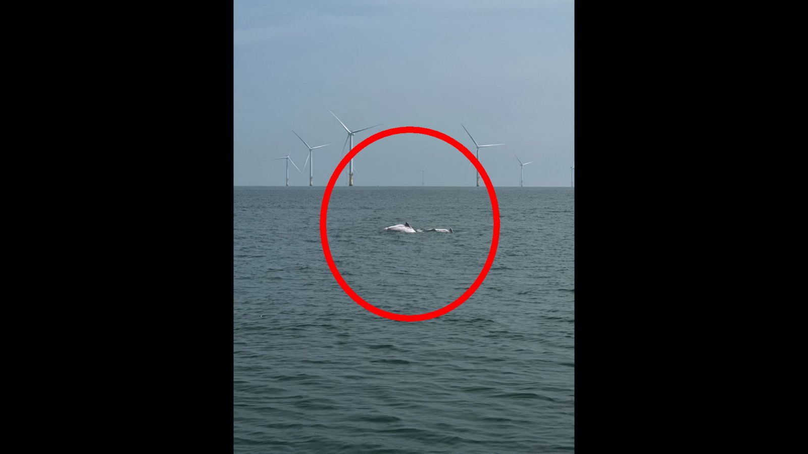 影／首屆白海豚守護表揚大會　海上目擊到5群育幼群 - https://www.watchmedia01.com