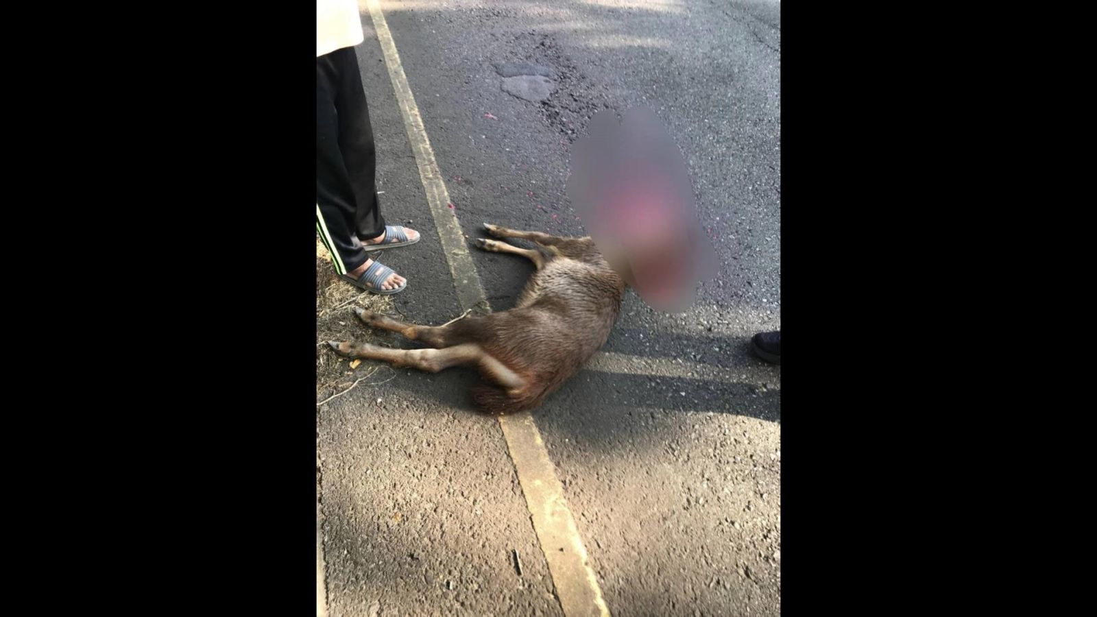 影／又見鹿（路）殺！台74線樹林竄出一頭水鹿遭貨車撞斃 - https://www.watchmedia01.com