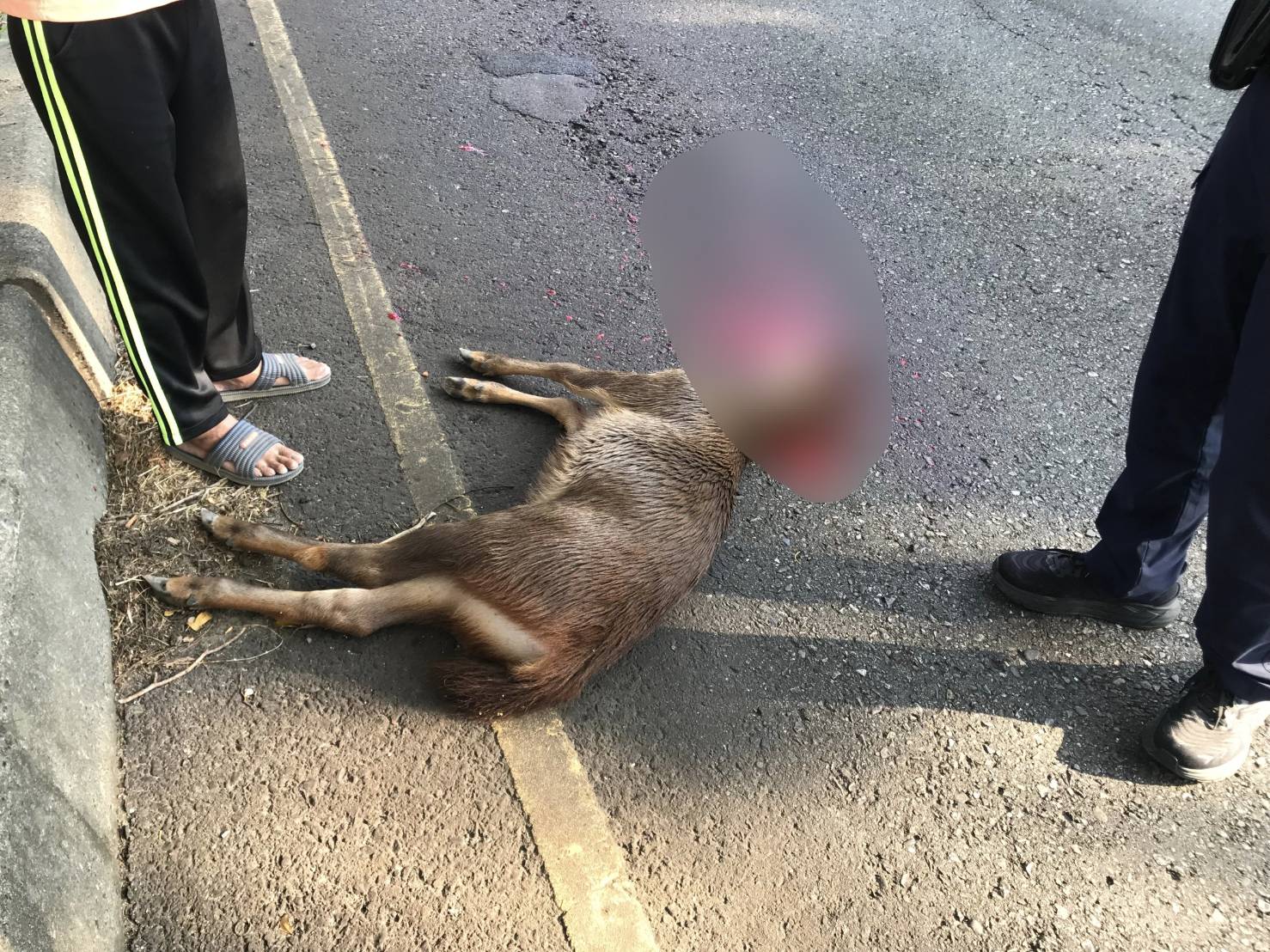 影／又見鹿（路）殺！台74線樹林竄出一頭水鹿遭貨車撞斃 - https://www.watchmedia01.com