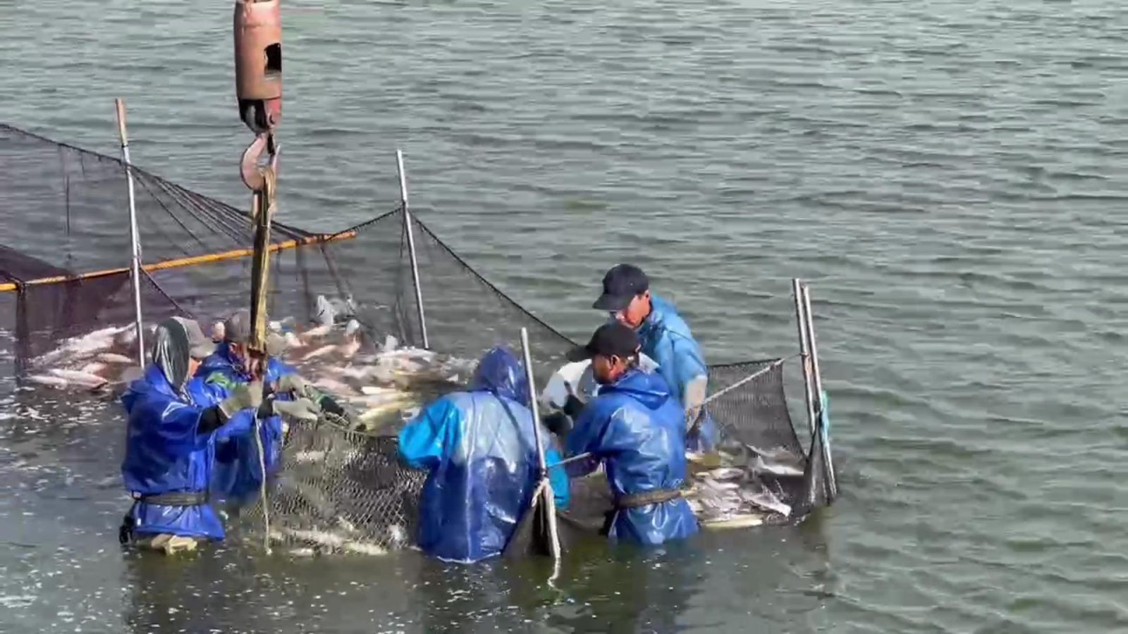 （有影片）／烏金季來了！伸港養殖烏魚搶「鮮」撈　肉質Q有彈肥美 - https://www.watchmedia01.com