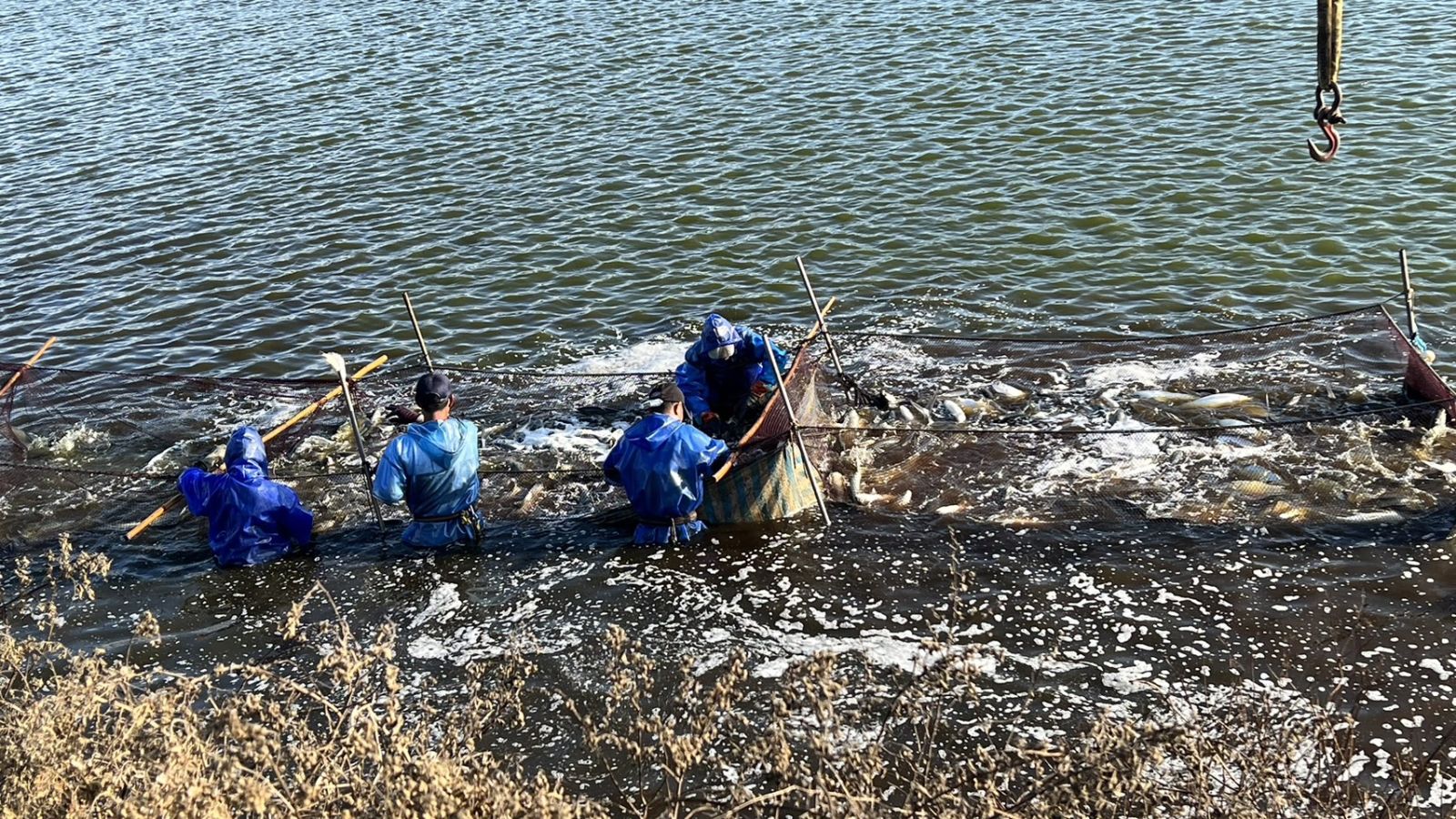 （有影片）／烏金季來了！伸港養殖烏魚搶「鮮」撈　肉質Q有彈肥美 - https://www.watchmedia01.com