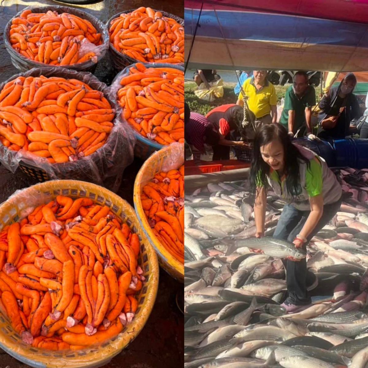 （有影片）／烏金季來了！伸港養殖烏魚搶「鮮」撈　肉質Q有彈肥美 - https://www.watchmedia01.com