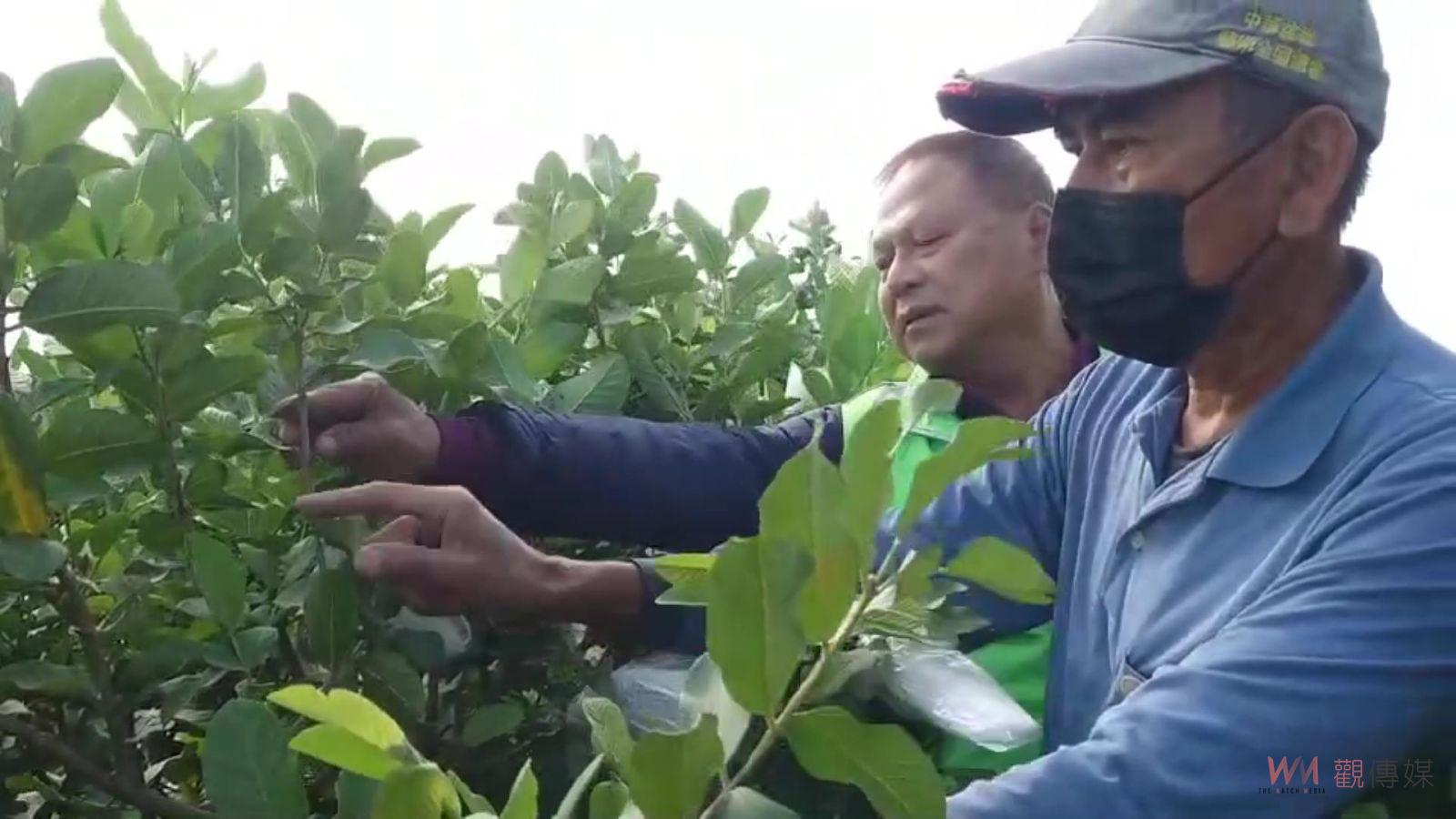 （有影片）／颱風肆虐番石榴產地　災損與小偷侵襲雙重夾擊　芭樂農慘叫苦 - https://www.watchmedia01.com