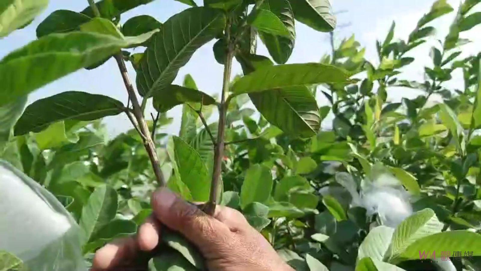 （有影片）／颱風肆虐番石榴產地　災損與小偷侵襲雙重夾擊　芭樂農慘叫苦 - https://www.watchmedia01.com