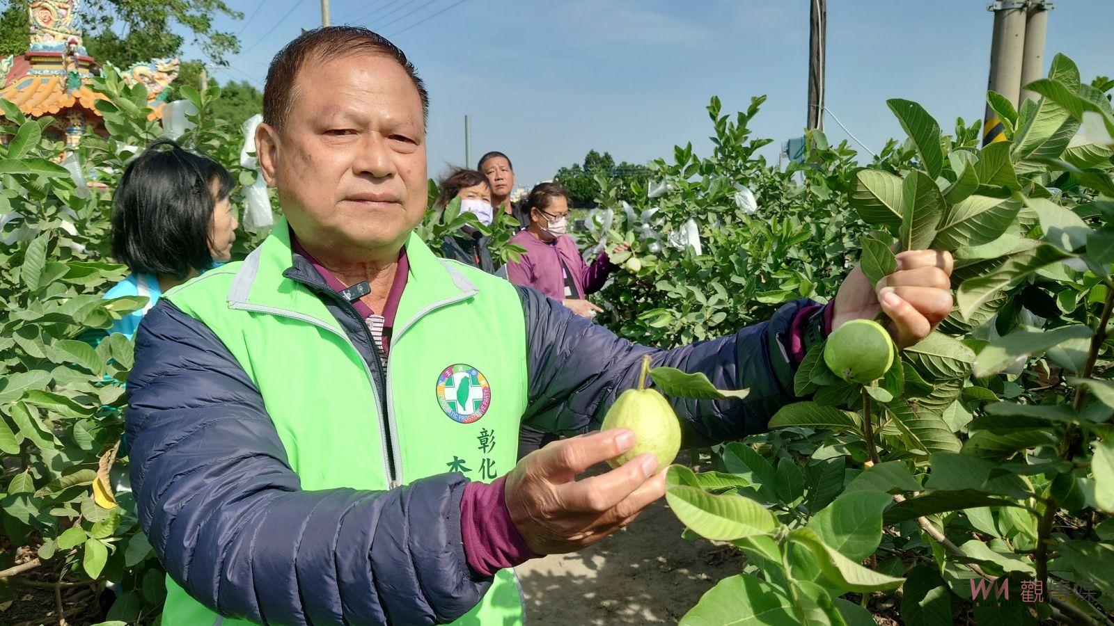 （有影片）／颱風肆虐番石榴產地　災損與小偷侵襲雙重夾擊　芭樂農慘叫苦 - https://www.watchmedia01.com