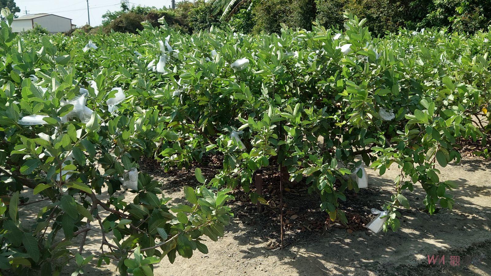 （有影片）／颱風肆虐番石榴產地　災損與小偷侵襲雙重夾擊　芭樂農慘叫苦 - https://www.watchmedia01.com